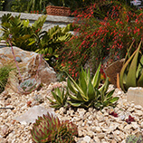 Drought tolerant